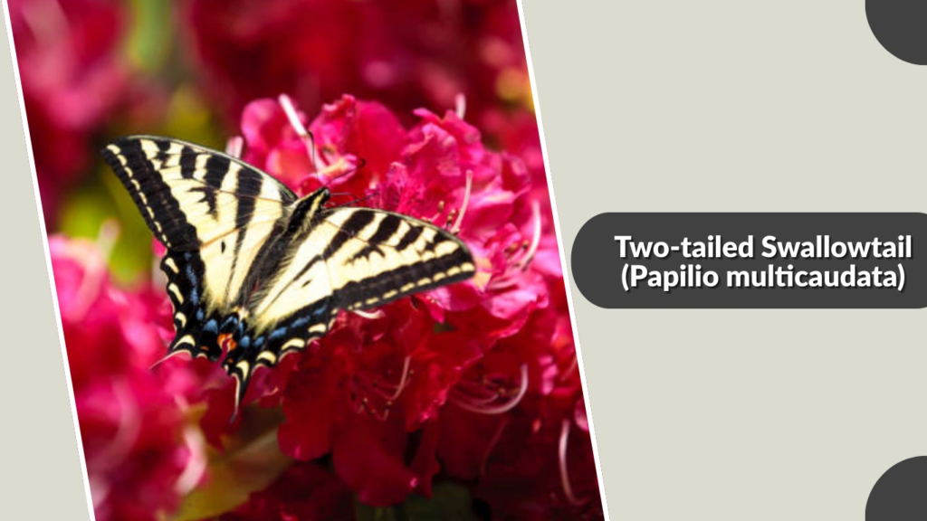 Two-tailed Swallowtail (Papilio multicaudata)