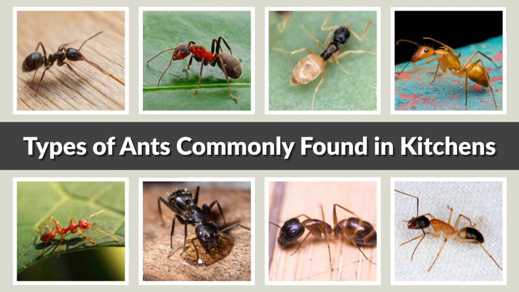 Types of Ants Commonly Found in Kitchens
