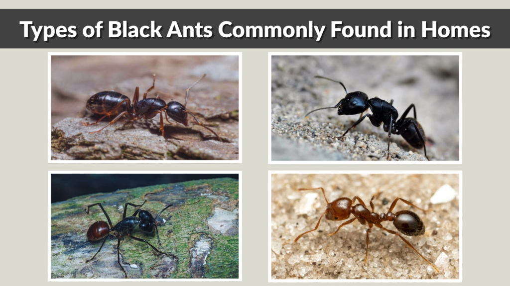 Types of Black Ants Commonly Found in Homes