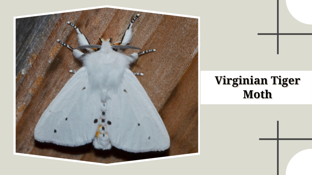 Virginian Tiger Moth