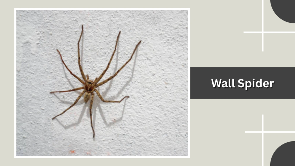Wall Spider