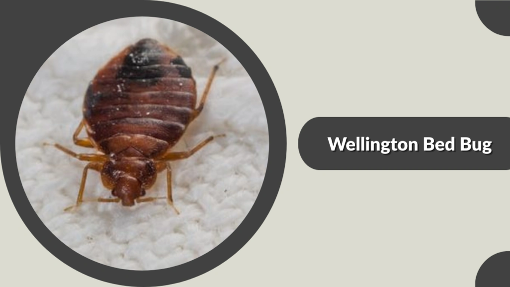Wellington Bed Bug