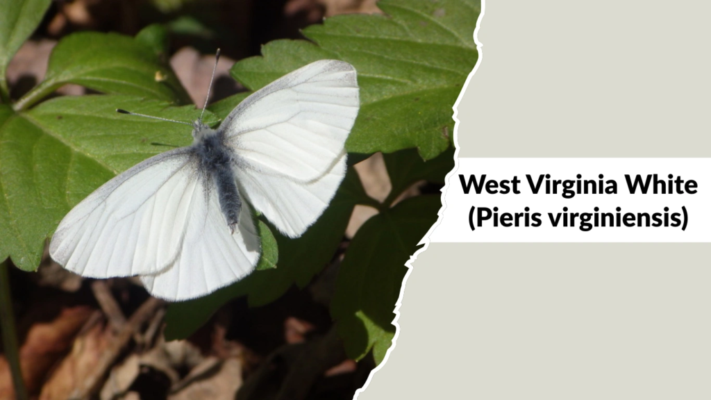 West Virginia White (Pieris virginiensis)