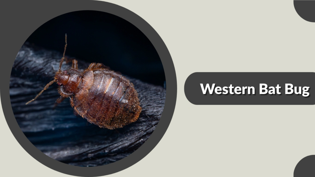 Western Bat Bug