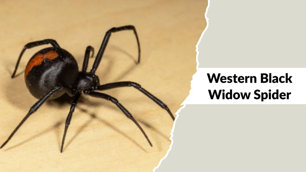 Western Black Widow Spider