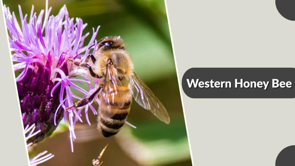 Western Honey Bee