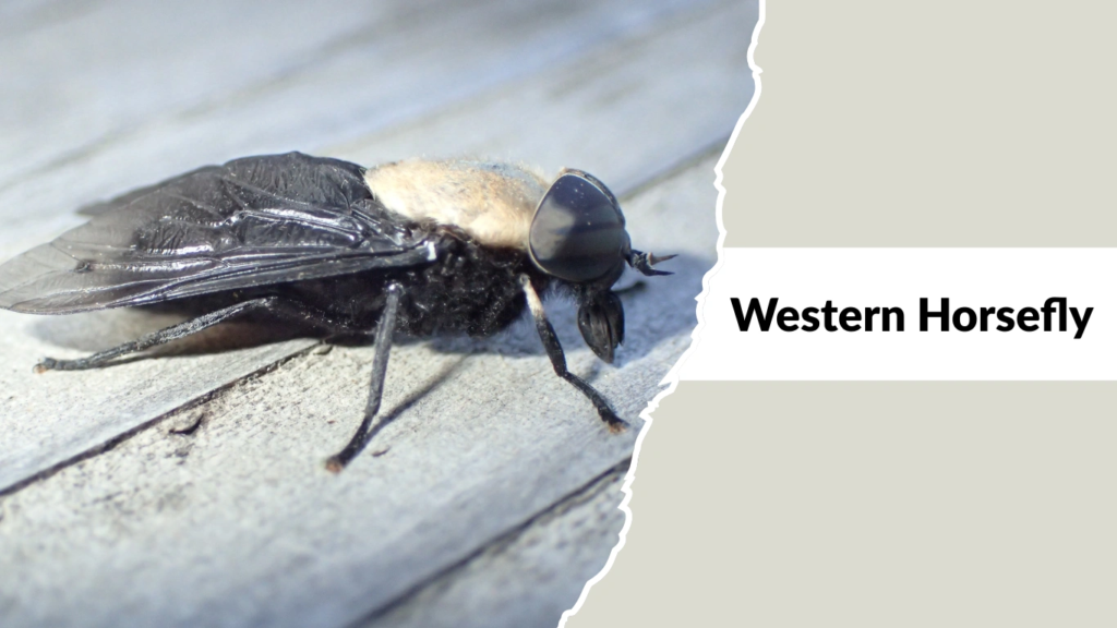 Western Horsefly