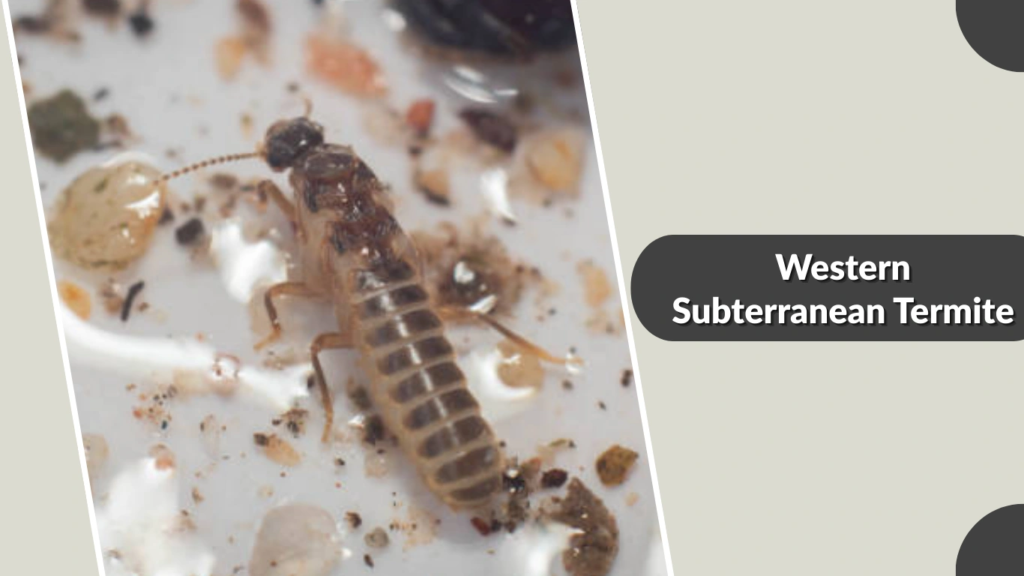Western Subterranean Termite