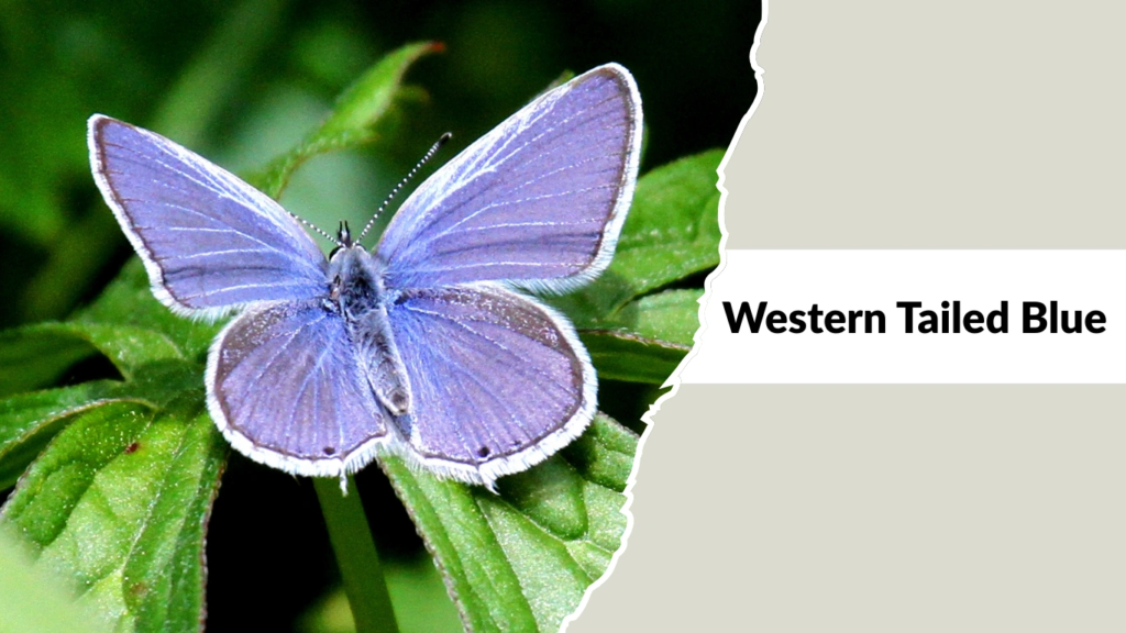 Western Tailed Blue