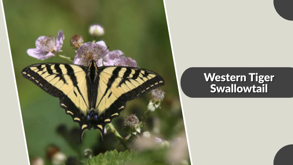 Western Tiger Swallowtail