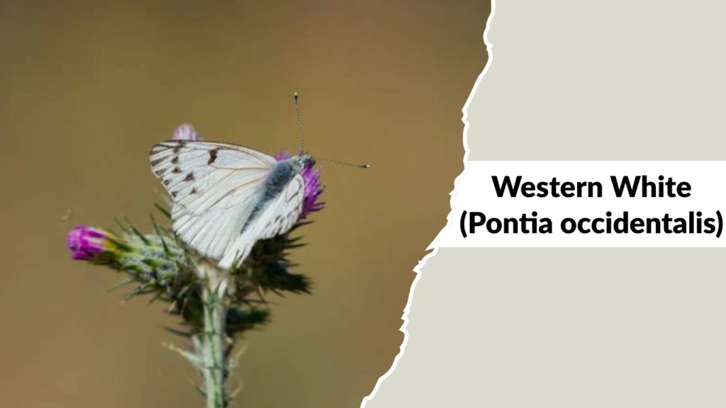Western White (Pontia occidentalis)