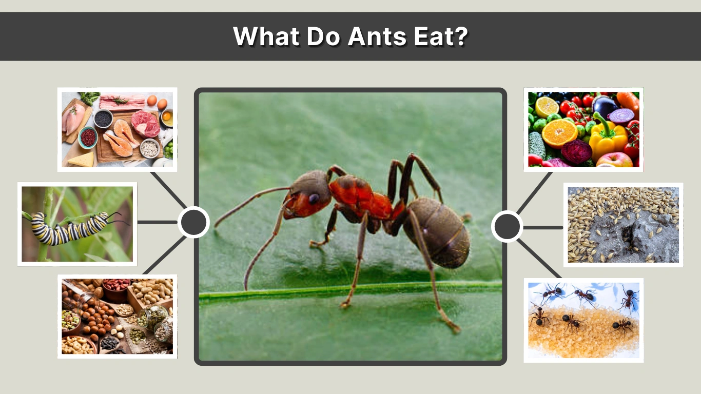 What Do Ants Eat Complete Diet Guide by Species