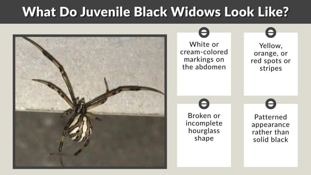 What Do Juvenile Black Widows Look Like