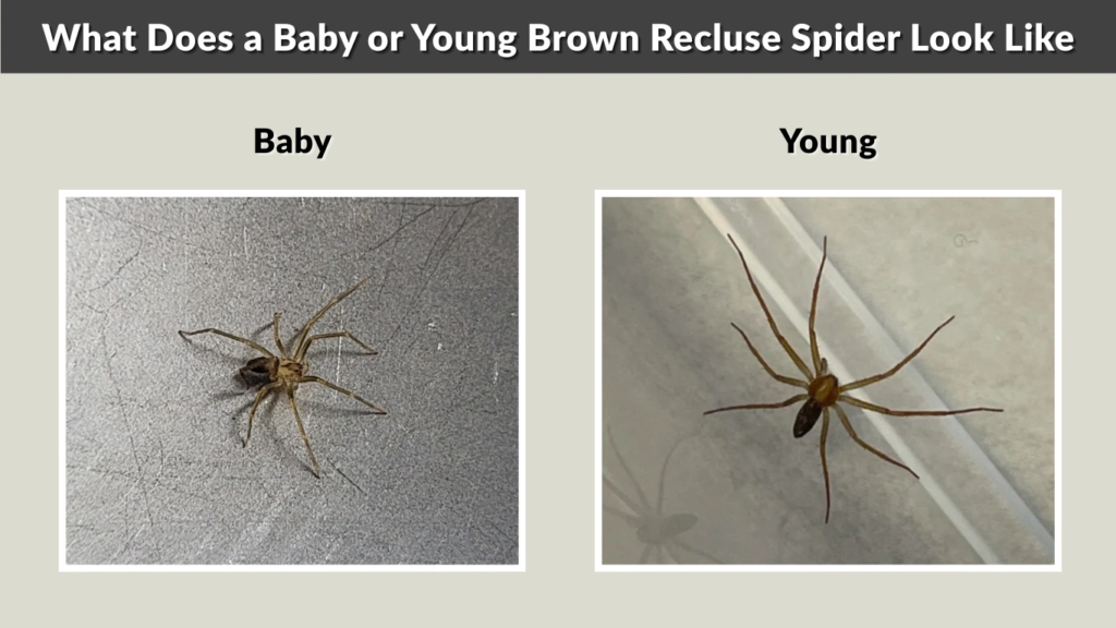 What Does a Baby or Young Brown Recluse Spider Look Like
