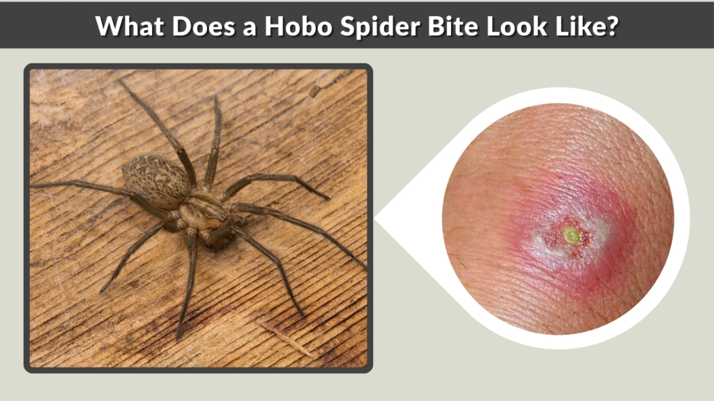 What Does a Hobo Spider Bite Look Like