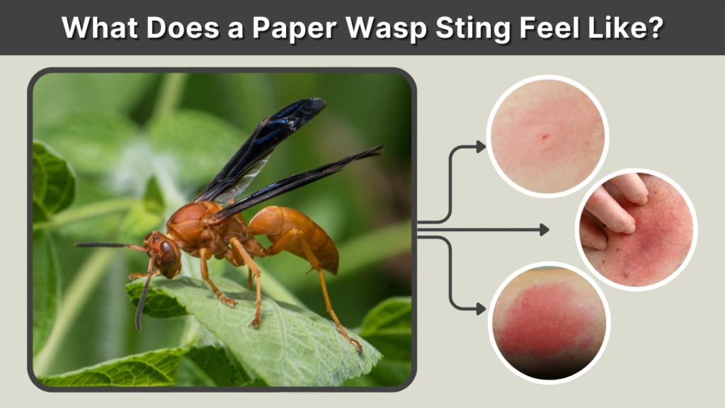 What Does a Paper Wasp Sting Feel Like