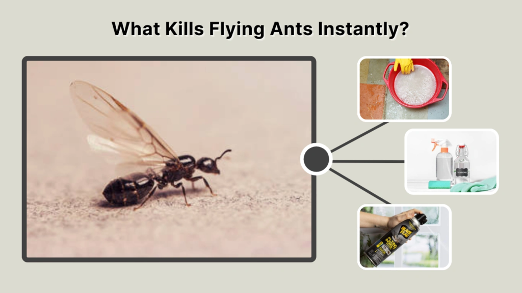 What Kills Flying Ants Instantly