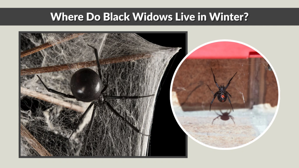 Where Do Black Widows Live in Winter