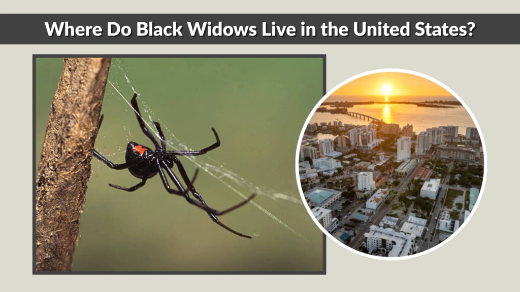Where Do Black Widows Live in the United States