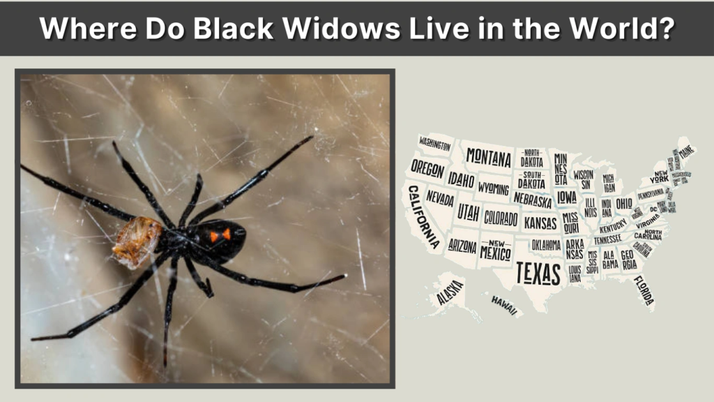 Where Do Black Widows Live in the World