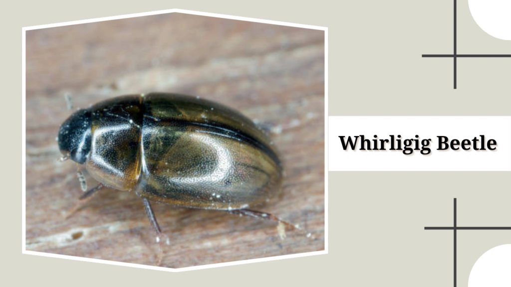 Whirligig Beetle