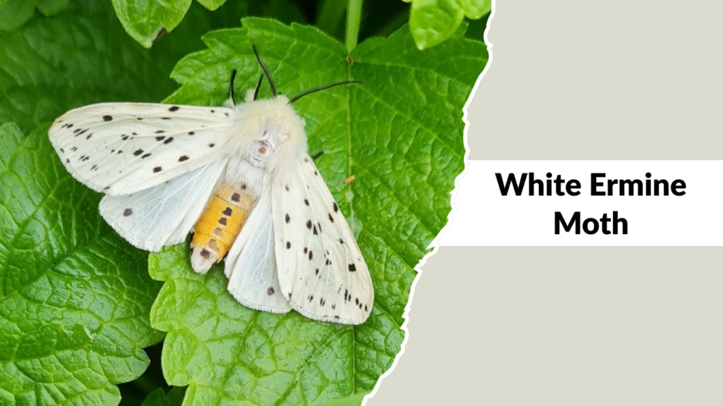 White Ermine Moth