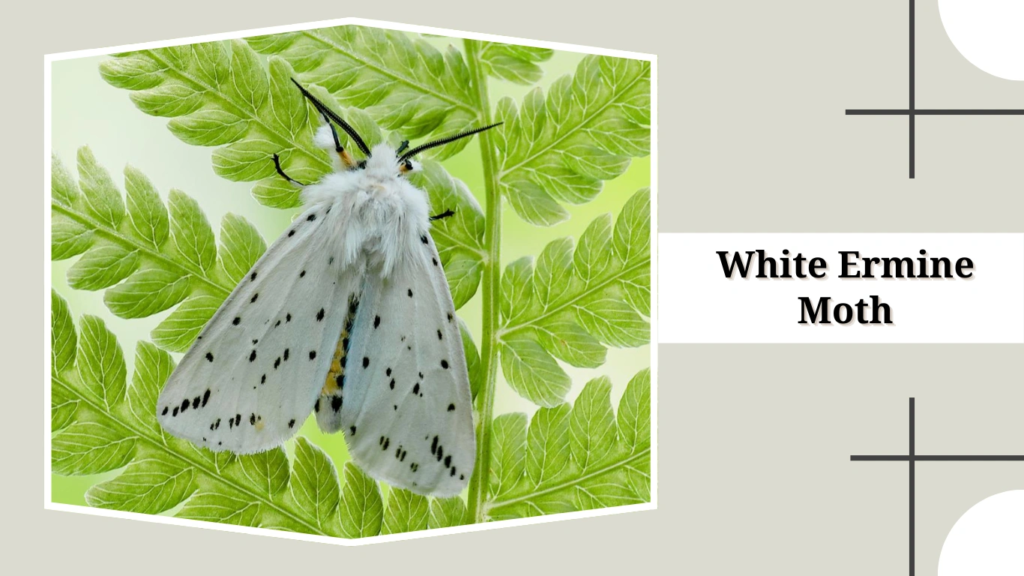 White Ermine Moth