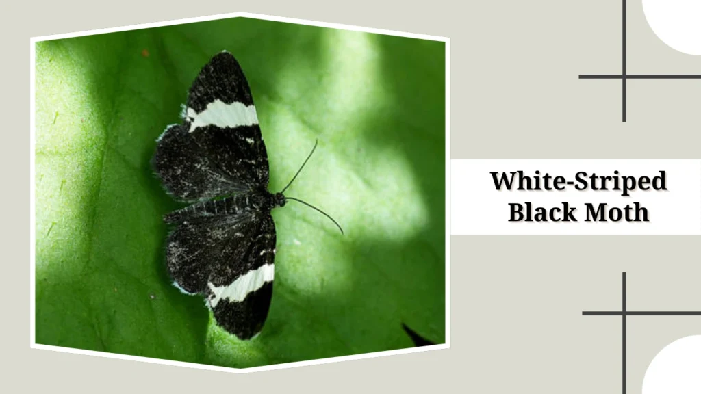 White-Striped Black Moth