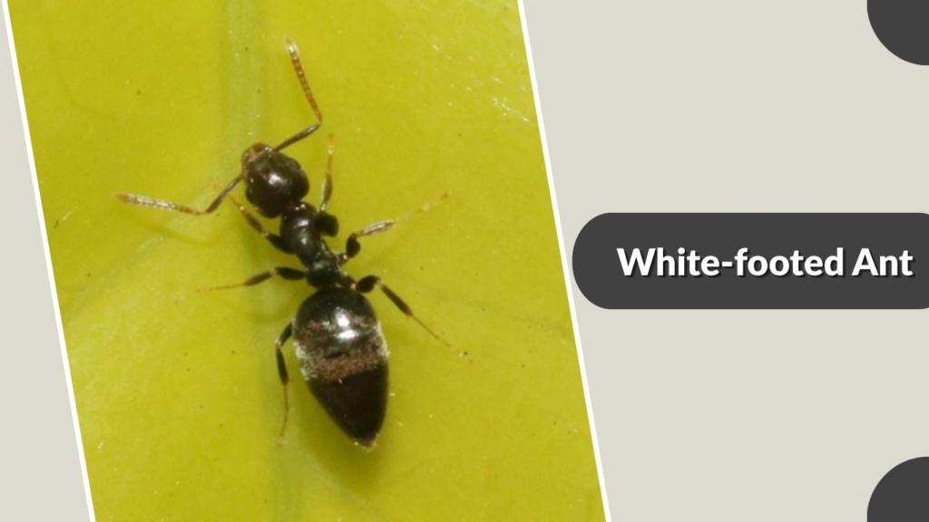 White-footed Ant