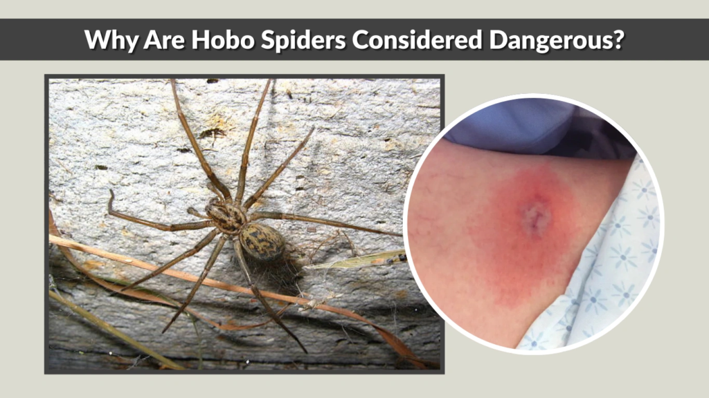 Why Are Hobo Spiders Considered Dangerous