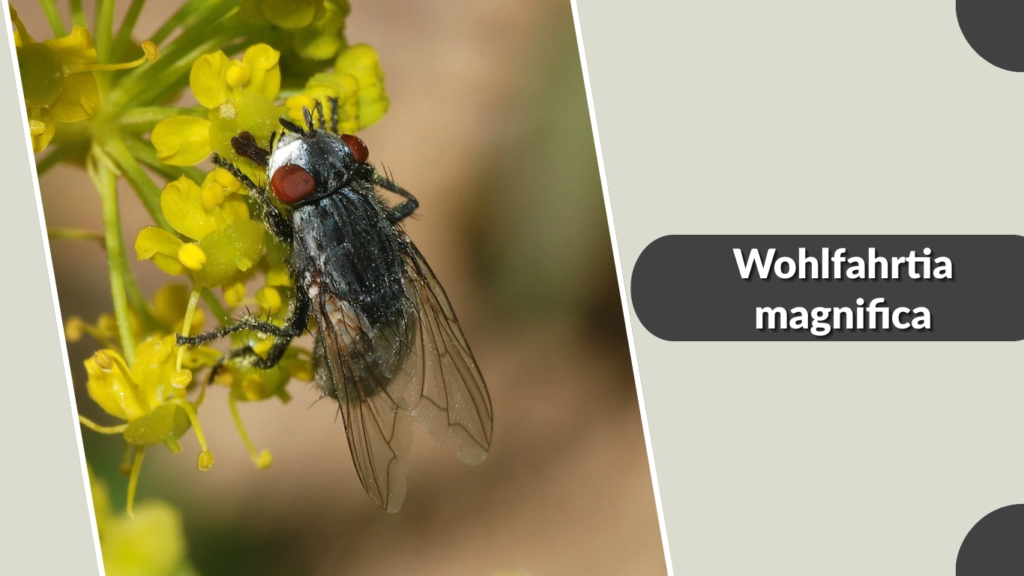 Wohlfahrtia magnifica