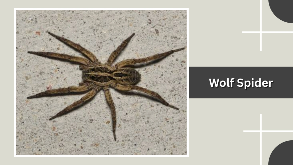 Wolf Spider