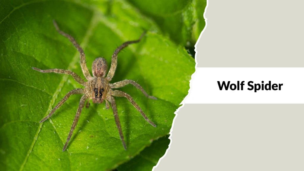 Wolf Spiders
