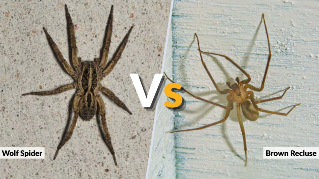 Wolf Spider vs Brown Recluse in Florida