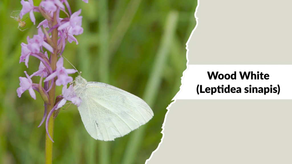 Wood White (Leptidea sinapis)