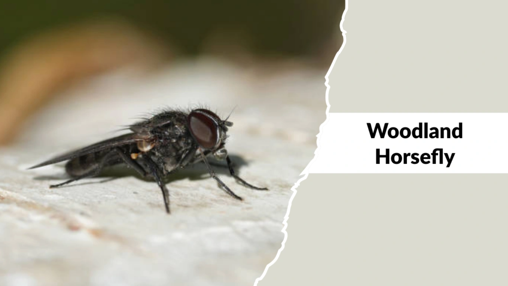 Woodland Horsefly