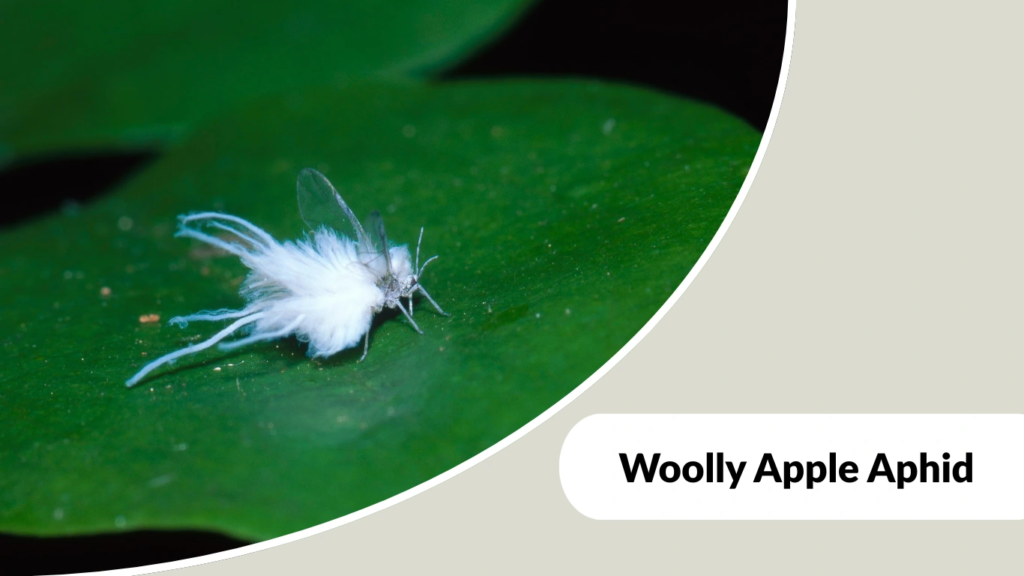 Woolly Apple Aphid