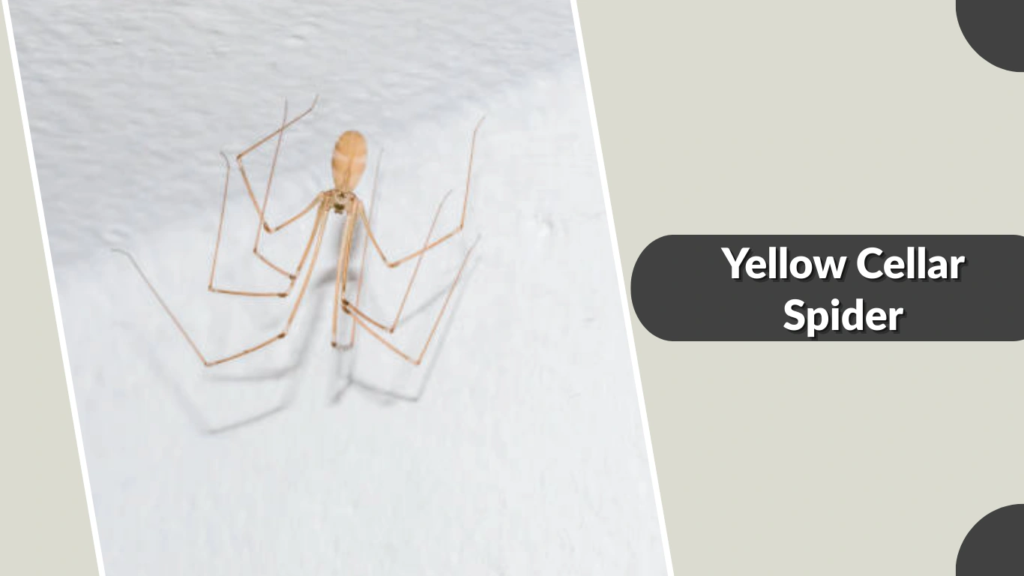 Yellow Cellar Spider