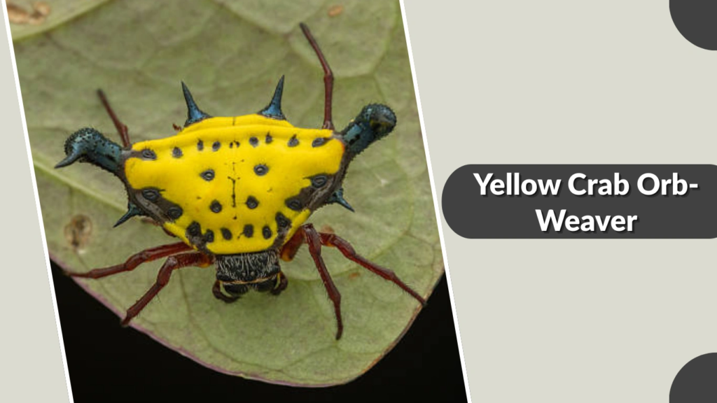 Yellow Crab Orb-Weaver