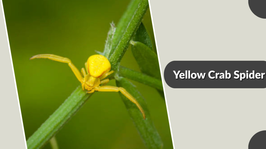 Yellow Crab Spider