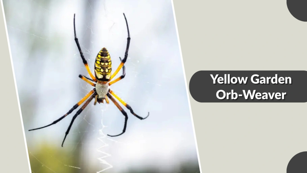 Yellow Garden Orb-Weaver