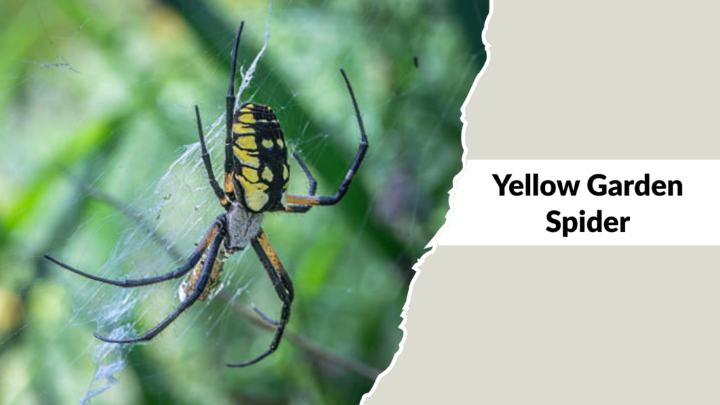 Yellow Garden Spider
