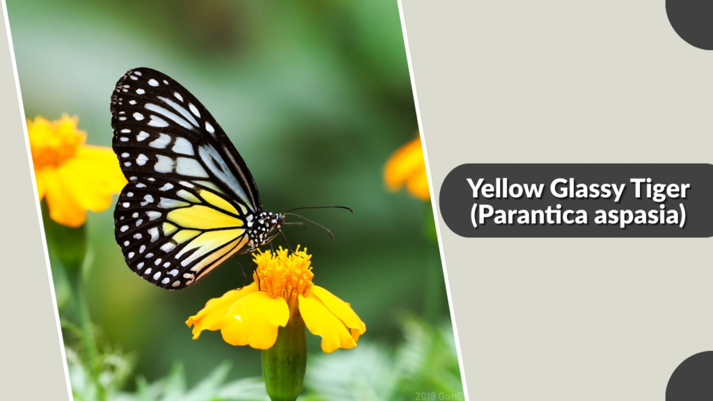 Yellow Glassy Tiger (Parantica aspasia)