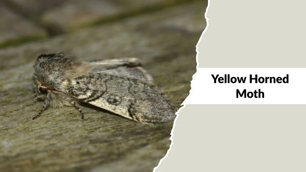 Yellow Horned Moth
