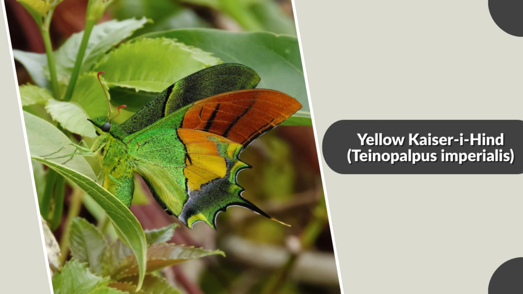 Yellow Kaiser-i-Hind (Teinopalpus imperialis)