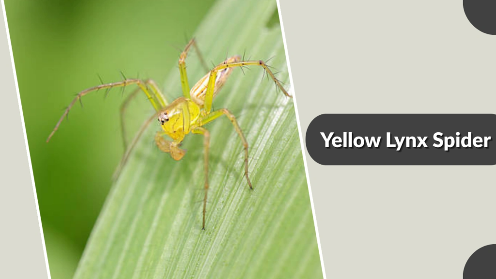 Yellow Lynx Spider