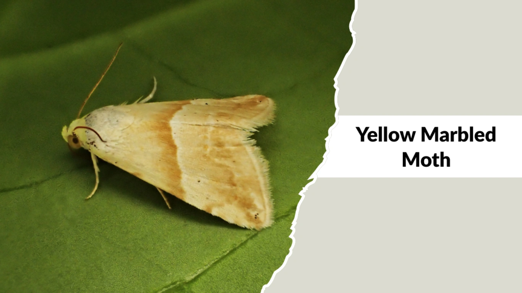 Yellow Marbled Moth