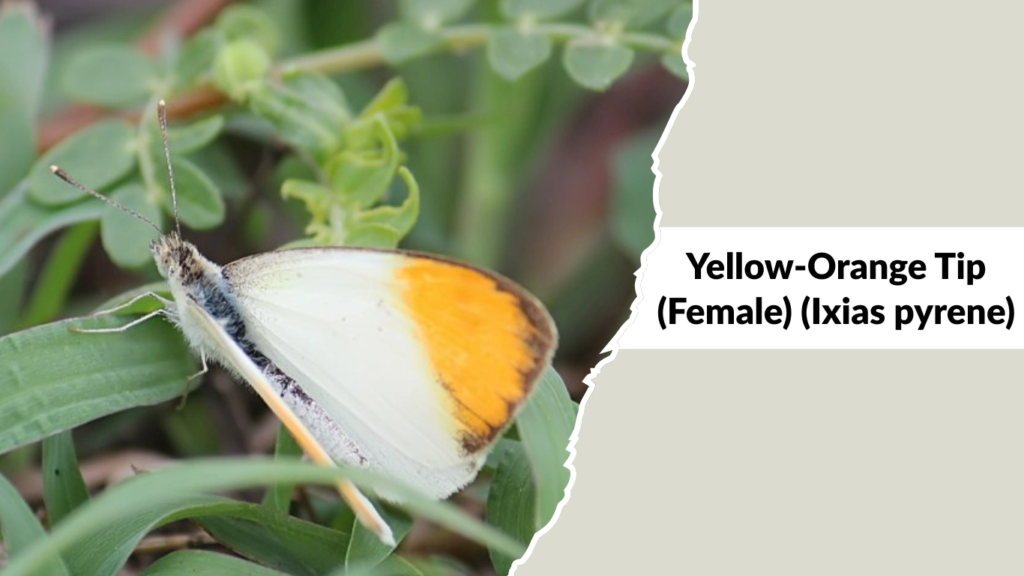 Yellow-Orange Tip (Female) (Ixias pyrene)