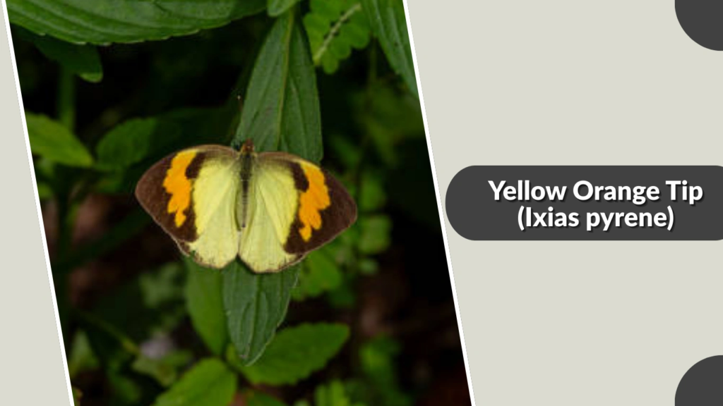 Yellow Orange Tip (Ixias pyrene)