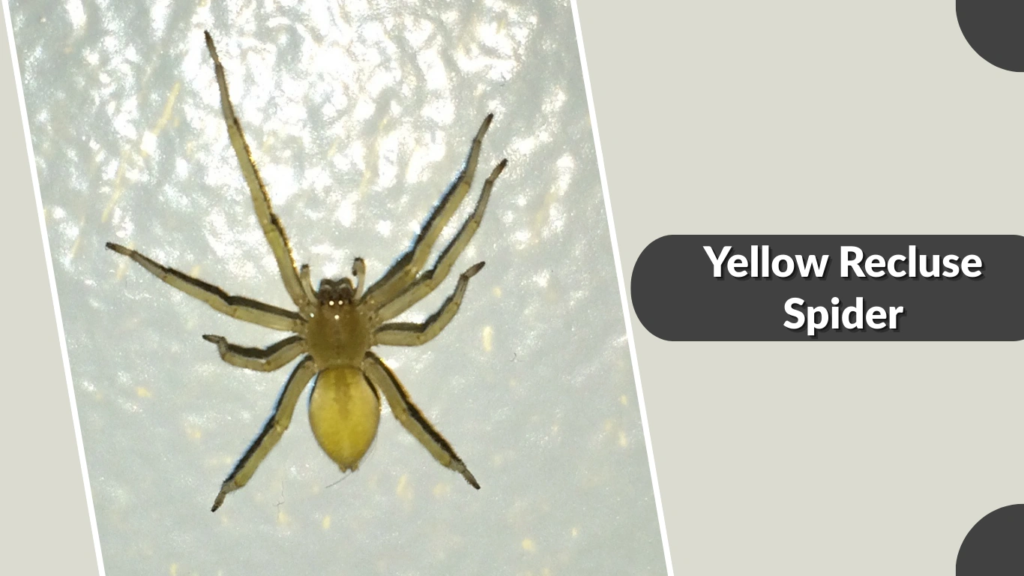Yellow Recluse Spider